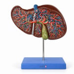 Liver Model